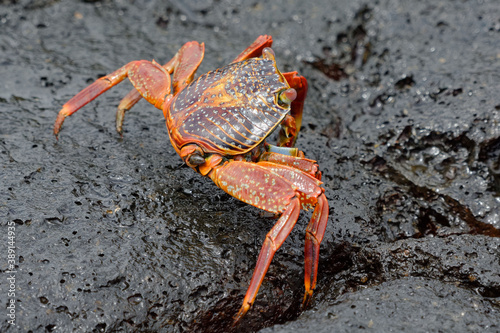 Red rock crab (grapsus grapsus) in Galapagos Islands, Ecuador