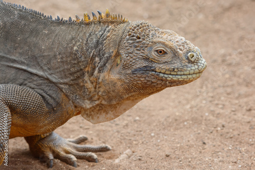 Land iguana  conolophus subcristatus  in Galapagos Islands  Ecuador