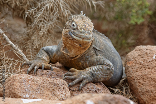 Land iguana  conolophus subcristatus  in Galapagos Islands  Ecuador