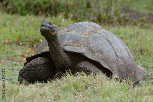 Giant tortoise (chelonoidis nigra) in Galapagos Islands, Ecuador