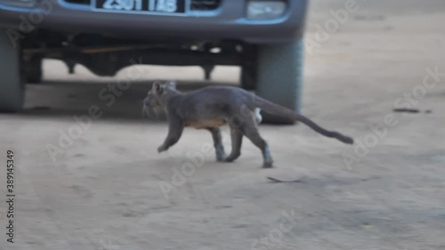 Madagascar Fossa Animal Running Away In Kirindi National Park