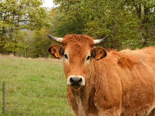 limousin cow with beautiful face in a meadow
