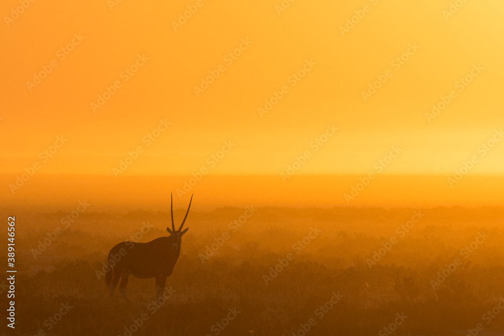 An Oryx standing in a golden sunrise, Etosha National Park, Namibia.