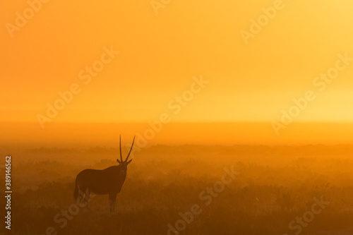 An Oryx standing in a golden sunrise  Etosha National Park  Namibia.