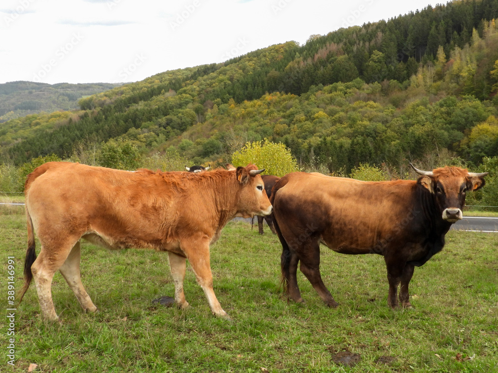 limousin cows in a field with hills in the background limousin cows in a field with hills in the background