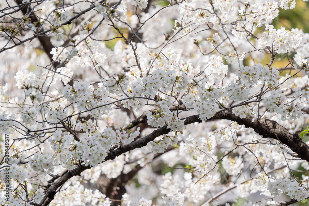 桜 桜