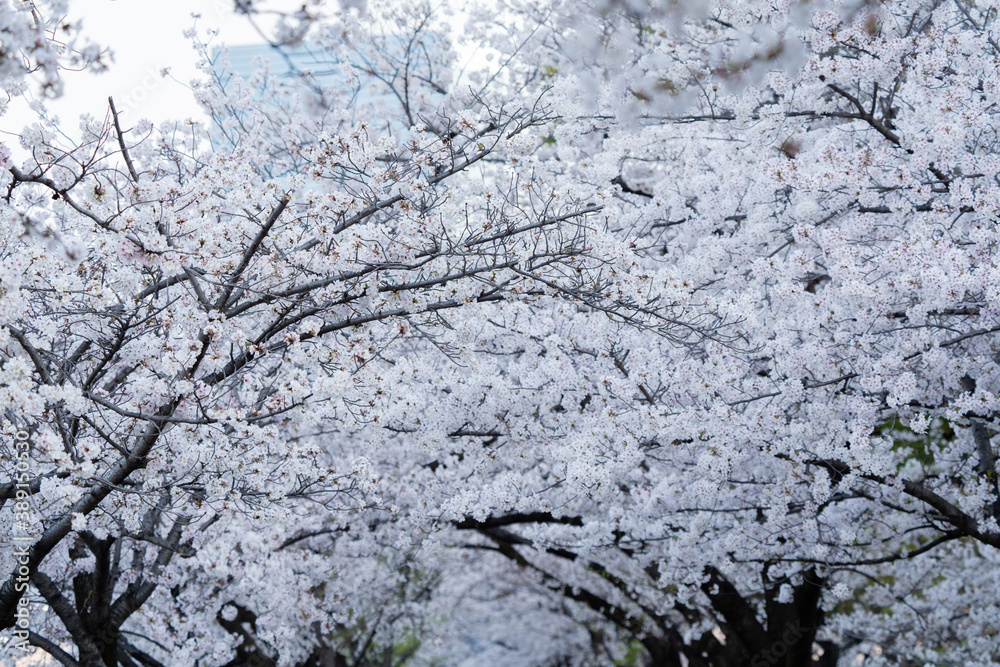 桜 桜