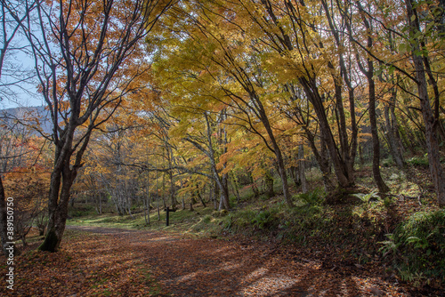 紅葉が綺麗な公園の散歩道