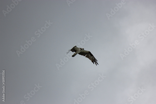 Osprey Hunting for Food in the Surf of Florida