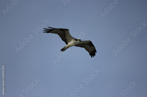 Osprey Hunting for Food in the Surf of Florida