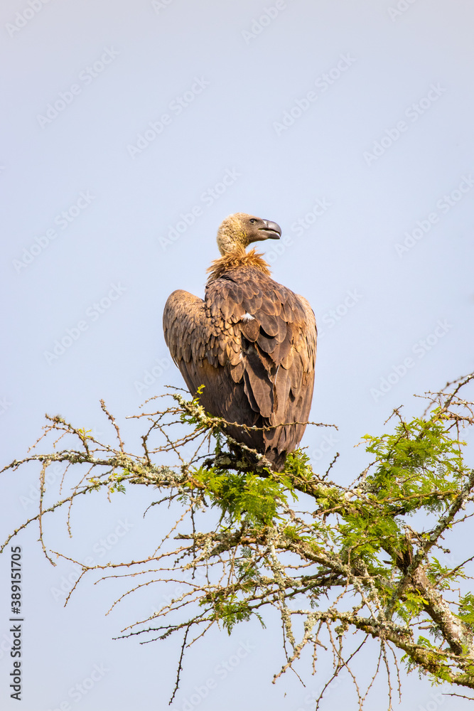 White-backed vulture (Gyps africanus) in a tree, Lake Mburo National Park, Uganda.
White-backed vulture (Gyps africanus) in a tree, Lake Mburo National Park, Uganda.