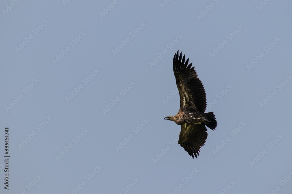 White-backed vulture (Gyps africanus) flying, Lake Mburo National Park, Uganda. White-backed vulture (Gyps africanus) flying, Lake Mburo National Park, Uganda.