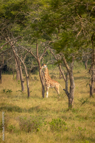 A Rothschild's giraffe ( Giraffa camelopardalis rothschildi) standing between trees, Lake Mburo National Park, Uganda. © Gunter