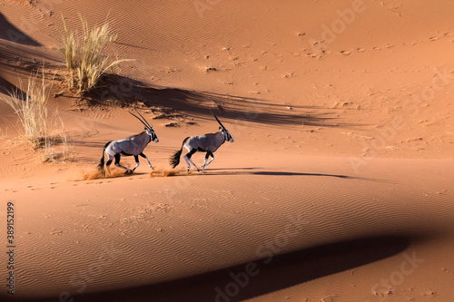 Oryx in the red sand dunes of Sossusvlei  Namibia.
