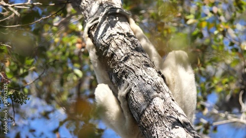 Sifaka Lemur Jumping On A Tree Branch, Kirindi Park, Madagascar photo