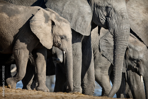 Canvas Print A young elephant calf plays in the herd.