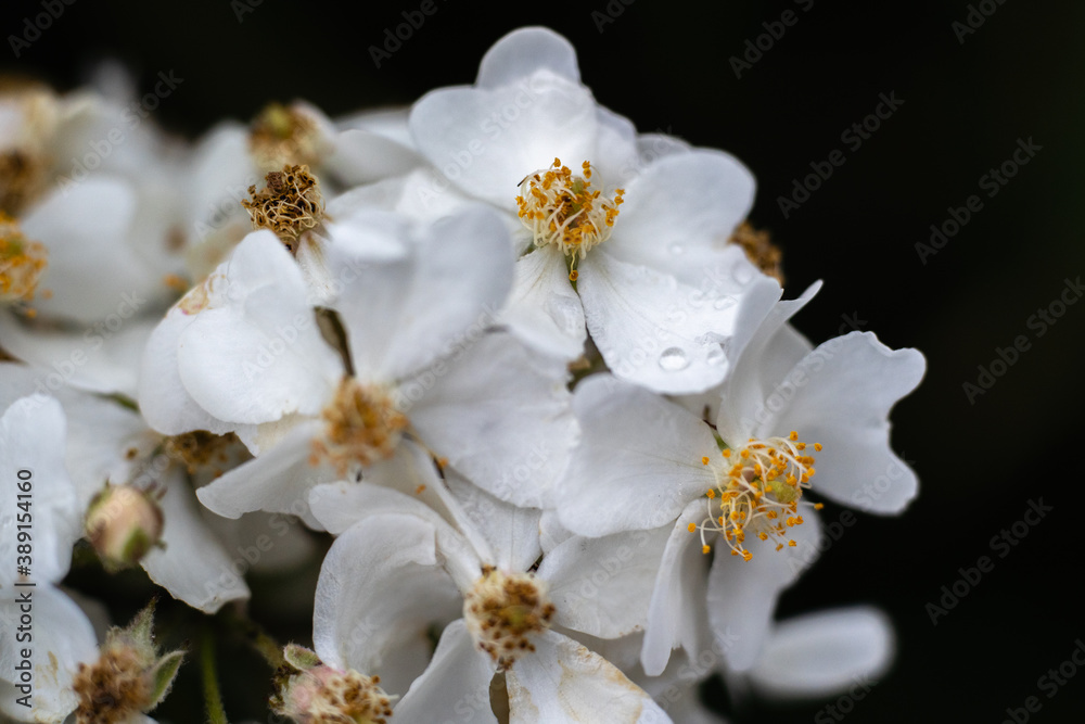 白い花 白い花