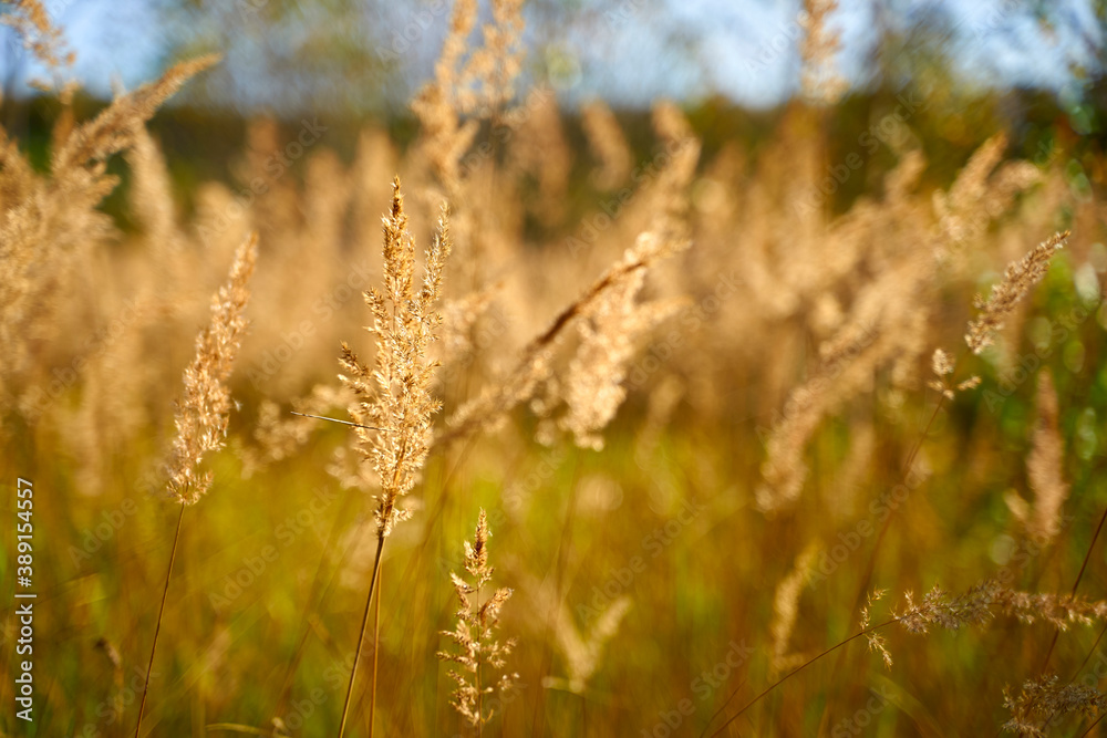 spikelets of agricultural plants in the field spikelets of agricultural plants in the field