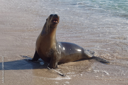 Sea lion (Zalophus wollebaeki) in Galapagos Islands, Ecuador
