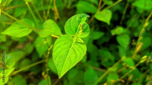 Wallpaper Mural green leaves background Torontodigital.ca