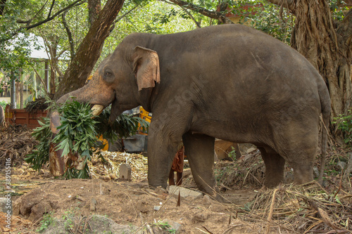 african elephant eating photo