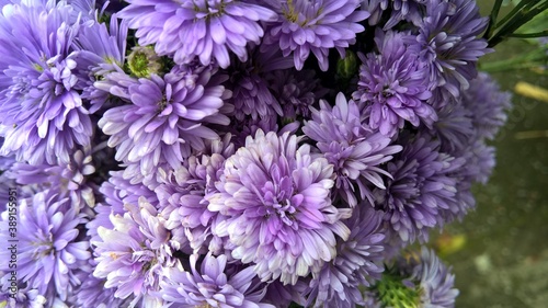 View of violet Chrysanthemums flowers