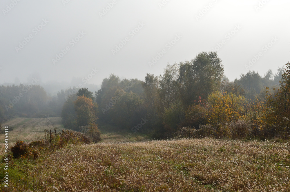 Autumn fog in forest