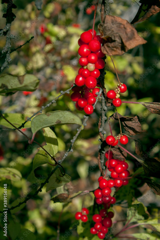 wild berries on the island of Sakhalin