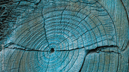Cracked bough on an old dried weathered wooden board close up. Dark blue-green toned background or wallpaper. A pattern of cracks and tree annual rings. Top view from above. Macro