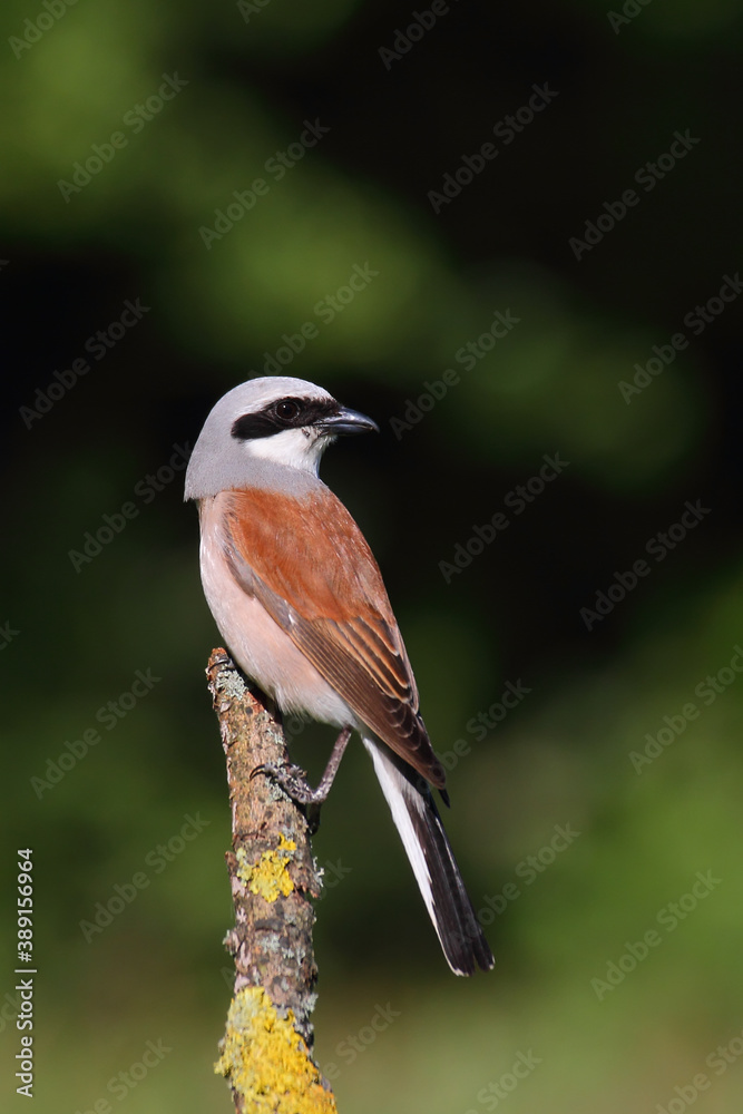 Red-backed shrike. Bird in spring, male. Lanius collurio Red-backed shrike. Bird in spring, male. Lanius collurio