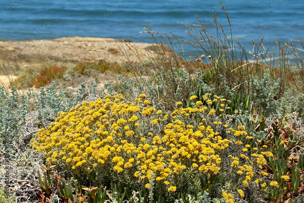 Obraz premium Nature and vegetation in the dunes of Portugals west coast