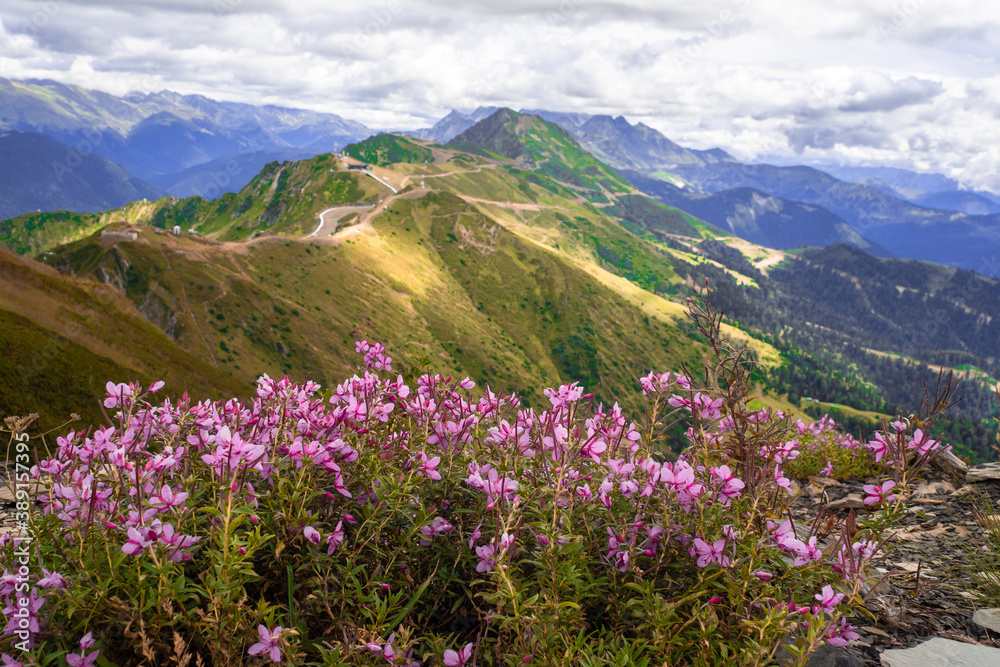 View from the top of the mountain valley, flowers and grass in the foreground