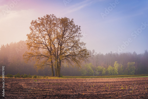 asparagus field by the forest on a foggy morning