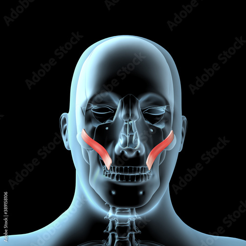 3d Illustration of the Zygomatic Major Muscles Anatomical Position on Xray Body photo