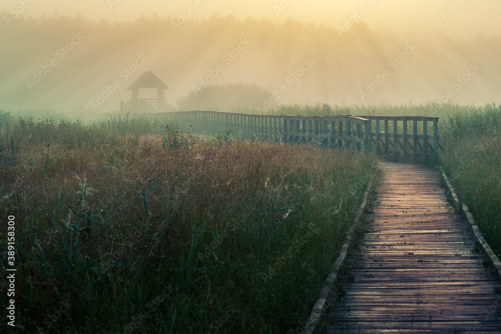 lookout towers of the Polesie national park on a foggy morning on the nature path of Chahary - obrazy, fototapety, plakaty 