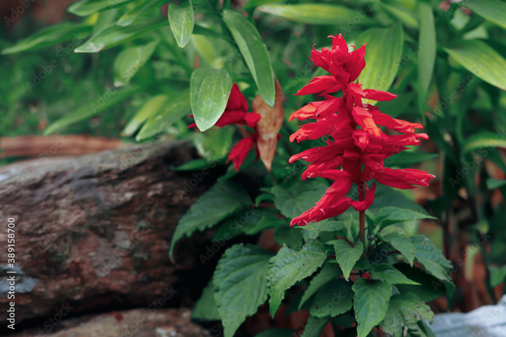 red flower red flower
