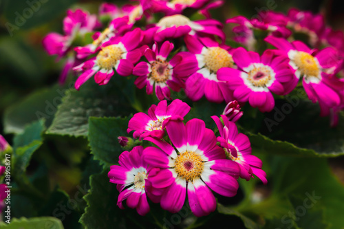 pink and yellow flowers