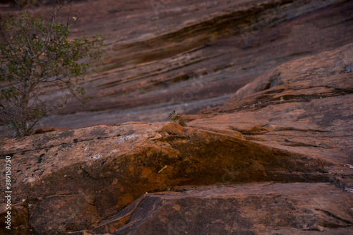 Striped squirrel sits on the rock.