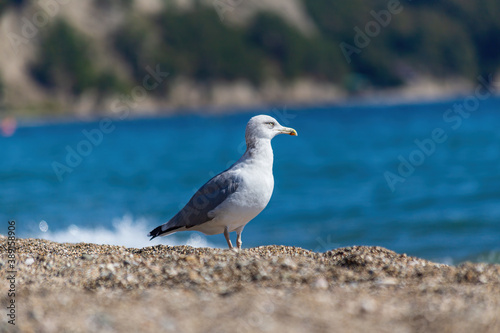 A lone gull against the blue sea.