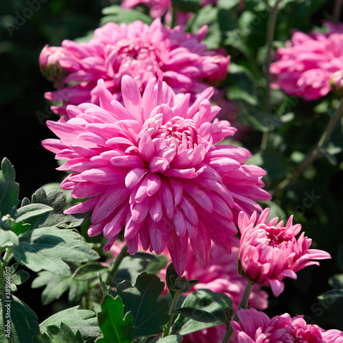 Pink chrysanthemum illuminated by the sun on a dark background