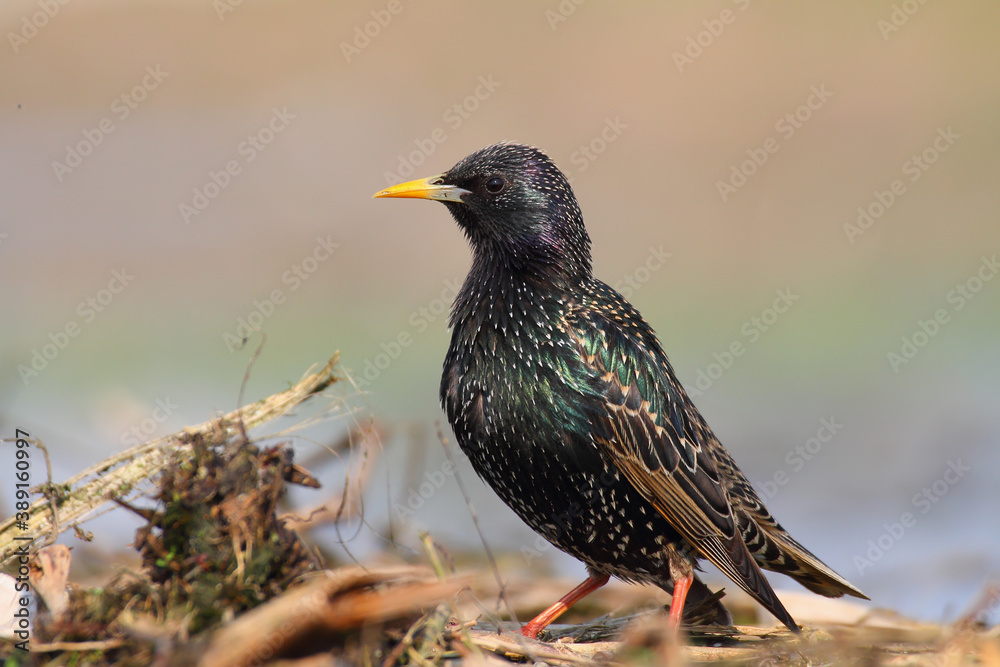 Common starling. Bird in spring. Sturnus vulgaris Common starling. Bird in spring. Sturnus vulgaris
