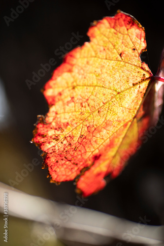 autumn leaf close up