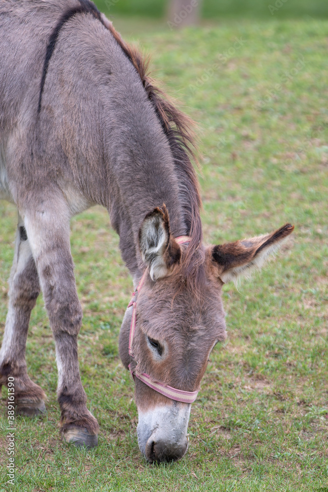 donkey (In german Hausesel) Equus asinus asinus donkey (In german Hausesel) Equus asinus asinus