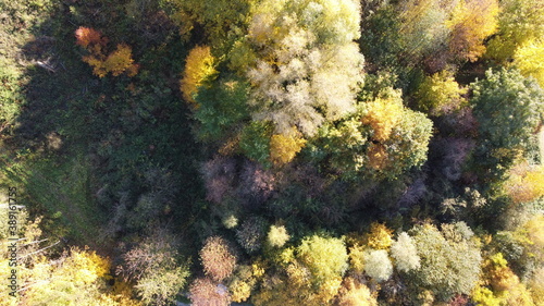 Drohnenbild Vogelperspektive Herbstwald in Bayern; bunt gefärbtes Lauf, Baumwipfel
