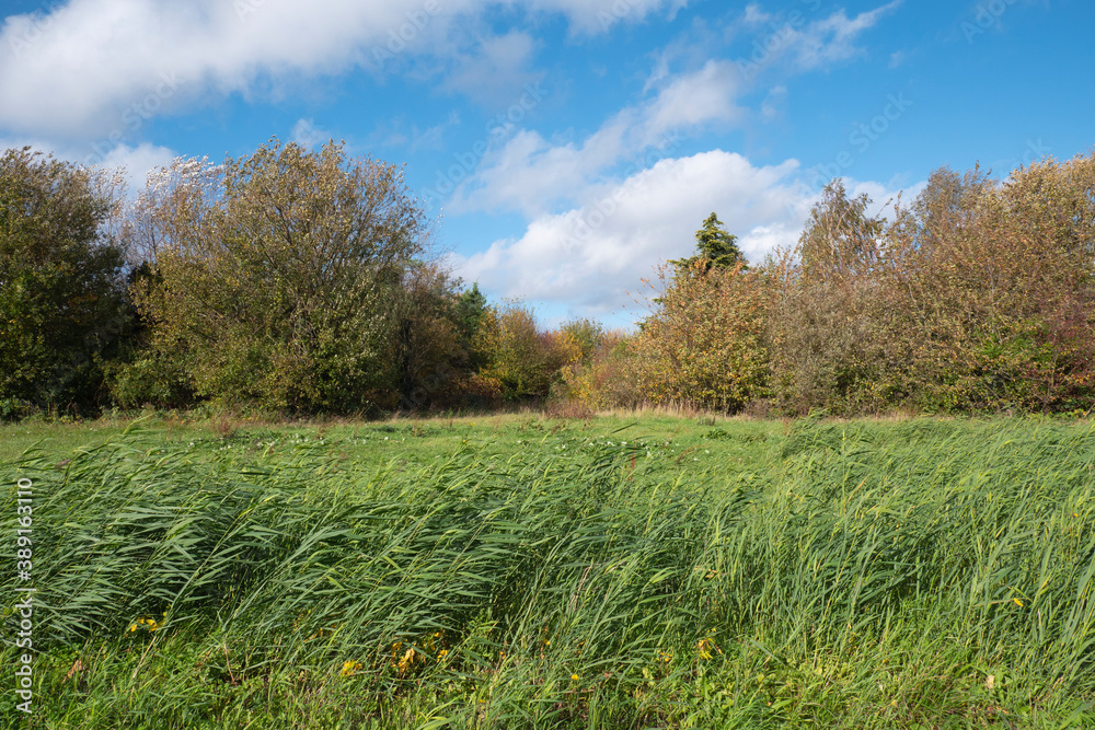Fototapeta premium Landscape photo of tall grass and the edge of a forest in autumn with blue sky and white clouds