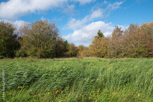 Landscape photo of tall grass and the edge of a forest in autumn with blue sky and white clouds