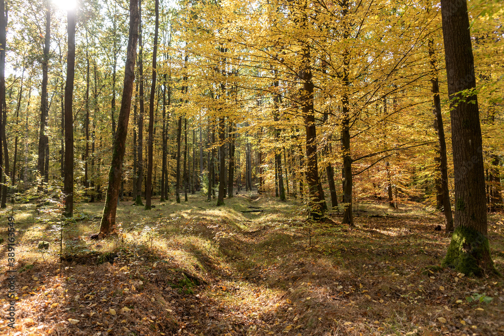 Wonderful autumn in the forest. Autumn trees in the forest