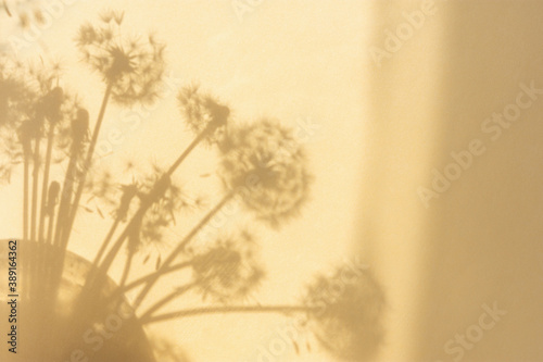 Shadow natural background of dandelion flowers on beige paper. Abstract decorative natural composition in pastel shades. Neutral nature concept blurred background with space for text. Shades of earth.