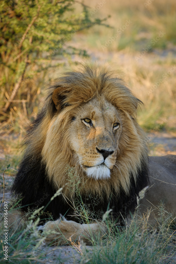 Lion (Panthera leo) male. Kalahari. Botswana