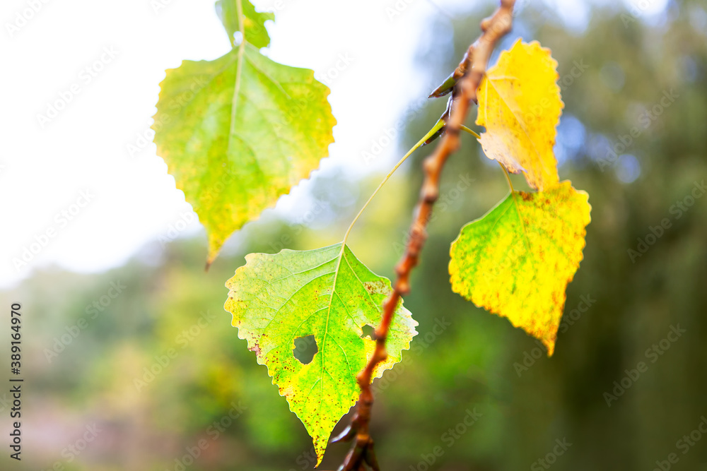 Poplar leaves in autumn on the twig Poplar leaves in autumn on the twig